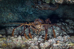 Lobster in a cave . by Claude Lespagne 